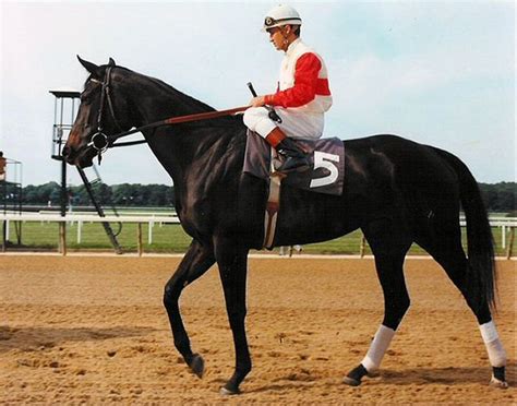 53 best images about Ruffian on Pinterest | Parks, Trainers and Horse ...