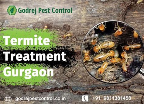 Effective Termite Treatment Solutions In Gurgaon By Godrej Pest Control