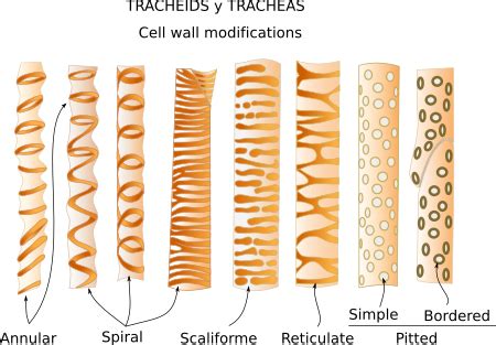 Thickening of cell wall - Exam A2Z