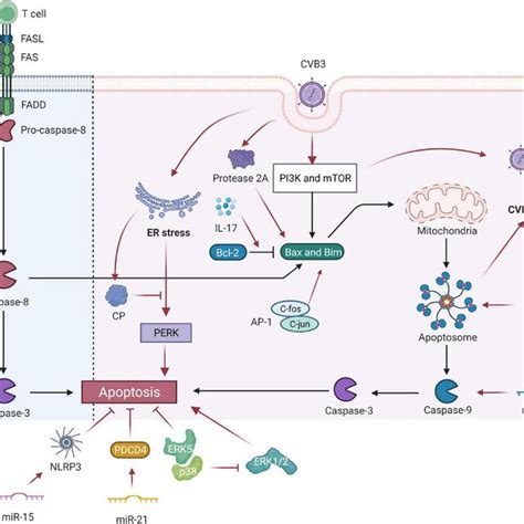 Regulation Of CVB3 And Autophagy In VMC CVB3 Infection Triggers The