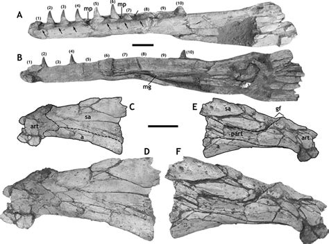 Gavialimimus Almaghribensis Un Nuevo Mosasaurio Con Un Cráneo