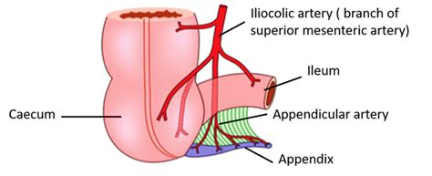 Vermiform Appendix Anatomy Qa