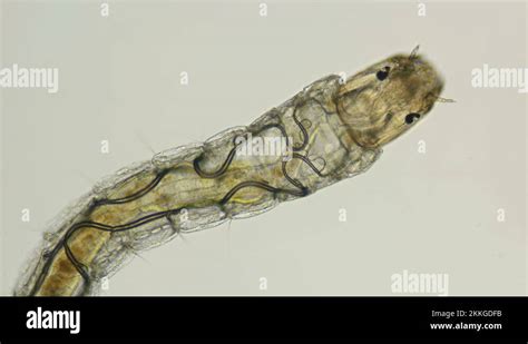 Insecta Midge Larva Chironomidae Under The Microscope Order Diptera