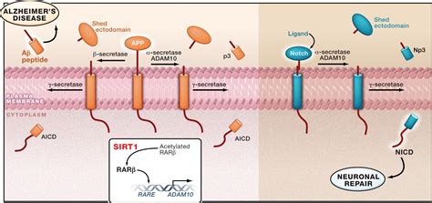 Giving Alzheimer S The Old One Two Cell