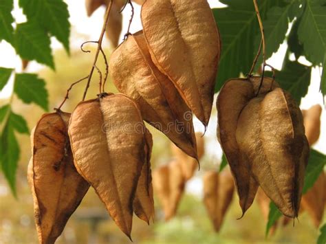 Golden Rain Tree Koelreuteria Paniculata Ripe Seed Pods Close Up