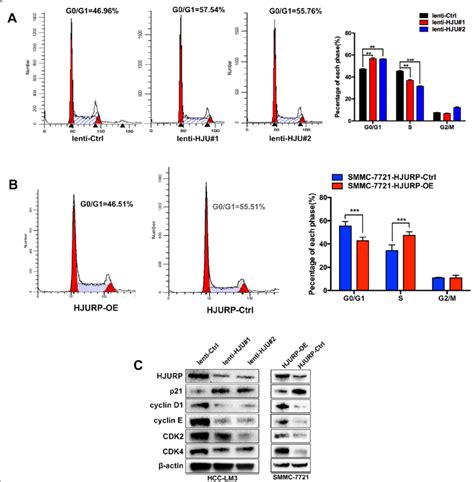 Hjurp Promotes Hcc Cell Proliferation By Regulating The Cell Cycle A