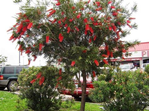 Callistemon_Citrinus_Bottlebrush_Tree_Shrub_Texas – Austin Native Landscaping