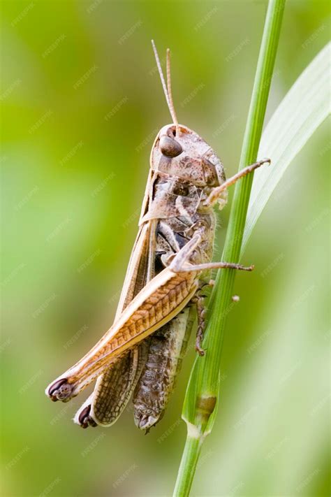 Premium Photo Common Field Grasshopper Chorthippus Brunneus