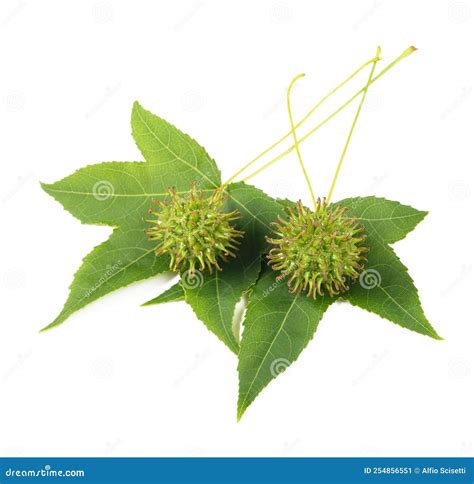 American Sweetgum Leaves with Fruits Stock Image - Image of flora ...