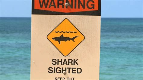 Hawaii shark attack injures surfer - CNN