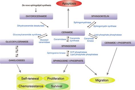 1: Overview of sphingolipid metabolism and its roles in stem cell... | Download Scientific Diagram