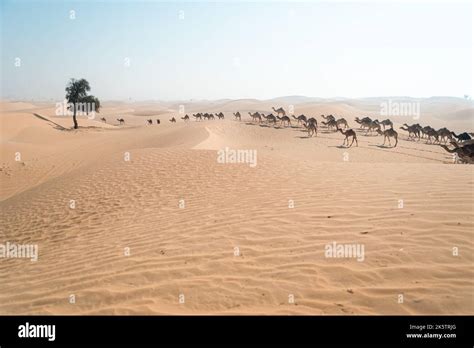 Desert Of Abu Dhabi Stock Photo Alamy