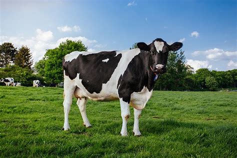 Video De Vacas Que Saltan De Alegría Al Ver Pasto