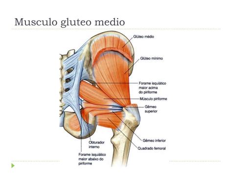 Músculos de la pelvis