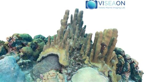 Coral-reef 3D models - Sketchfab