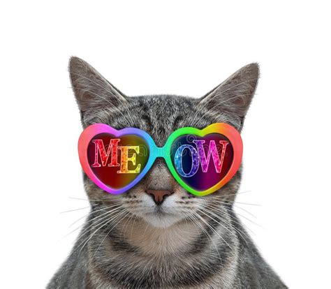 Cat Wears Meow Sunglasses 2 Stock Image Image Of Wear Inscription