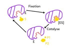 Chapitre Les Enzymes Des Prot Ines Importantes Pour Le