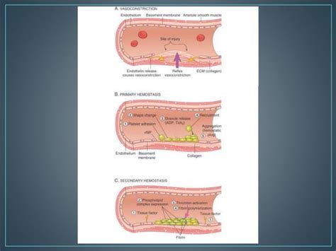 Trastornos De La Hemostasia Ppt