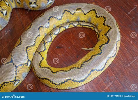 Albino Reticulated Python Python Snake Yellow Lying On The Wooden