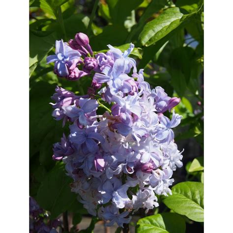 Syringa Vulgaris Nadezhda P Piniere Brochet Lanvin