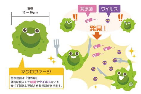 免疫力をつかさどるのは白血球！免疫細胞の働きや免疫力を高める方法もご紹介！