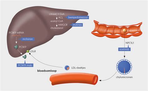 Lipideverlagende Therapie N Lipid Tools