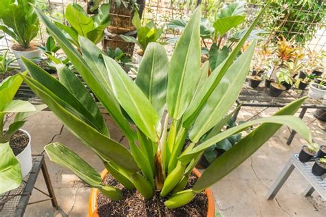 12 Different Types Of Philodendrons With Pictures Plantglossary