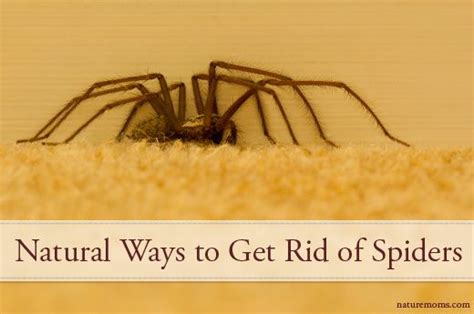 Thank You For Subscribing Nature Moms Keep Spiders Away Get Rid Of Spiders Spiders