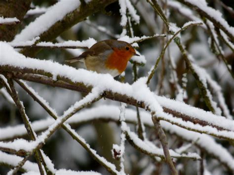 Free Images Tree Nature Branch Snow Winter Frost Wildlife