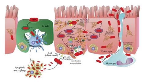 A Model For Shigella Eiec Infection Of Colonic Epithelial Cells