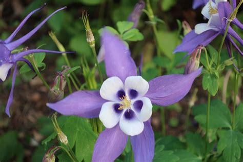 Aquilegia Flower Bloom - Free photo on Pixabay - Pixabay