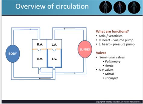 Physiology Block 3 Flashcards Quizlet