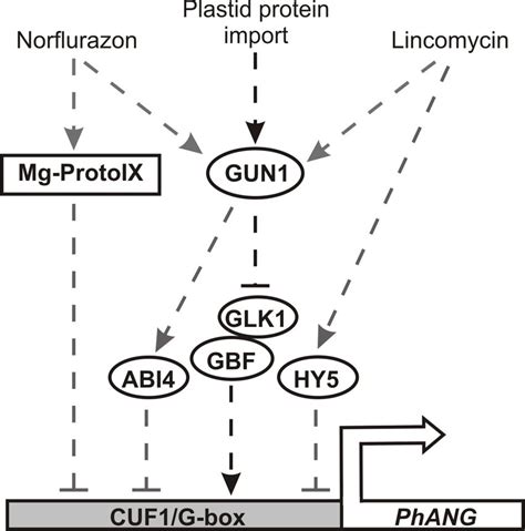 Current model of identified transcription factors (TFs) and their role ... 
