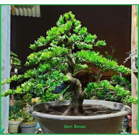 Jual Bahan Bonsai Lohansung Lidah Burung Cm Shopee Indonesia