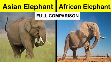 African Elephant Vs Indian Elephant