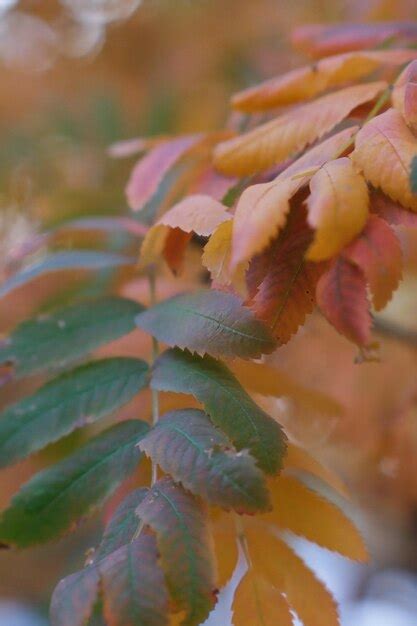 Premium Photo Red And Orange Autumn Leaves Background