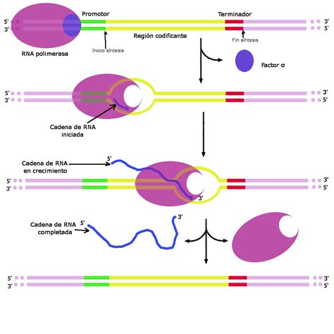 Proceso De Transcripción Del Adn Y Formación Del Arn Mensajero Ciencia Y Biología