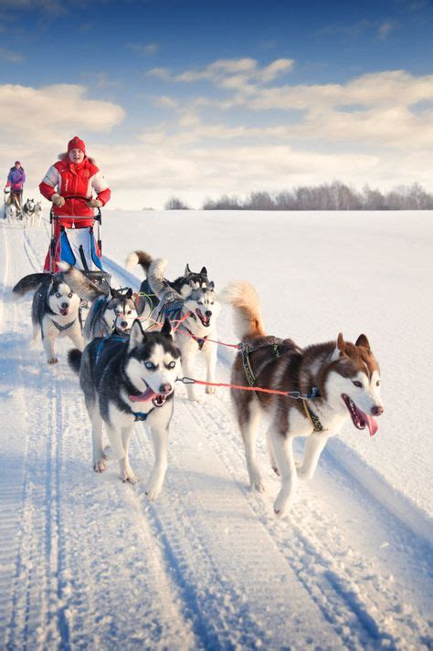 80 Best Dog Sledding images in 2020 | Dogs, Husky, Sled