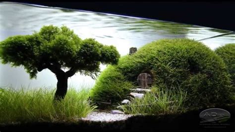 Great Bonsai Aquarium Tree Of All Time Check It Out Now Leafyzen