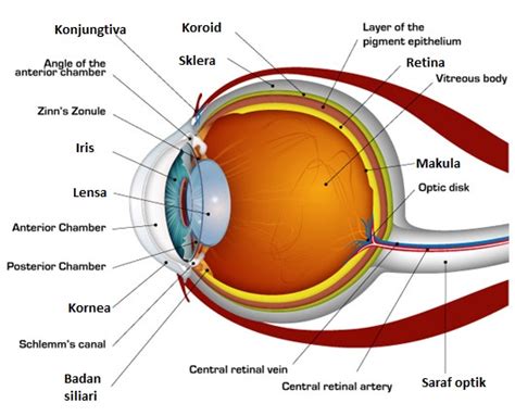 Detail Gambar Bagian Bagian Mata Dan Fungsinya Koleksi Nomer 21