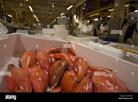 Small Red Snapper For Sale At Billingsgate Market Stock Photo Alamy