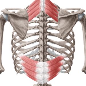 Everything You Need To Know About Your Serratus Posterior Superior And ...