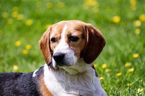 3 Basic Behaviors You Must Teach Your Beagle