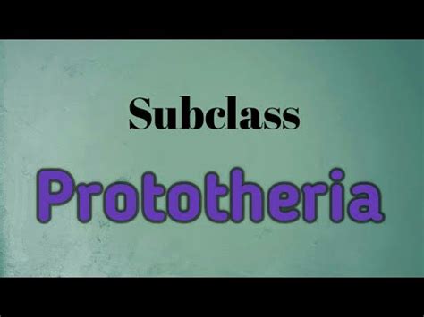 Subclass- Prototheria, class- mammalia, kingdom- Animalia - YouTube