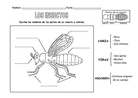 Infantil 5 AÑos Los Insectos