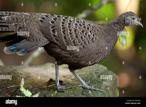 Grey Peacock Pheasant Polyplectron Bicalcaratum Mae Wong National