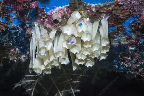 Sea snail egg cases - Stock Image - C049/2100 - Science Photo Library