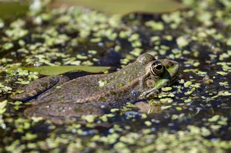 Close Up De Um Sapo Do P Ntano Pelophylax Ridibundus Foto Premium