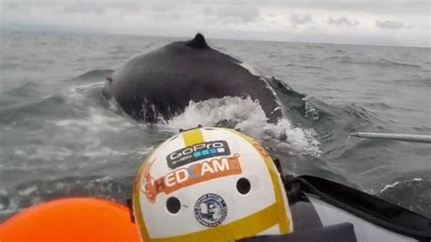 Whale Missing Tail Fins Spotted Off New Zealand Bbc News