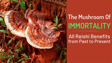 Reishi Mushrooms Benefits, Side Effects and Dosage